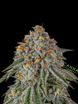 Pineapple Breeze (Smalls)