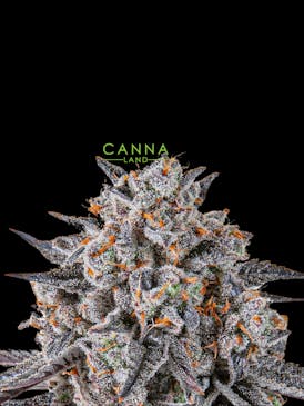 Garlic Icing (Indica)