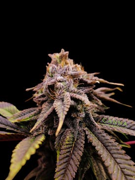 V12 (Sativa)