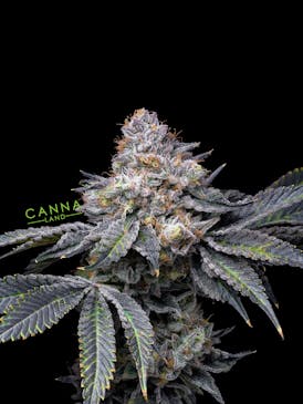 Permanent Marker (Indica)
