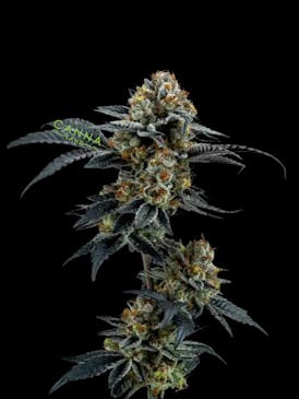 Tropicana Cookies (Smalls)