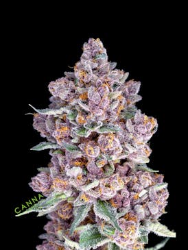 Platinum Jelly (Smalls)