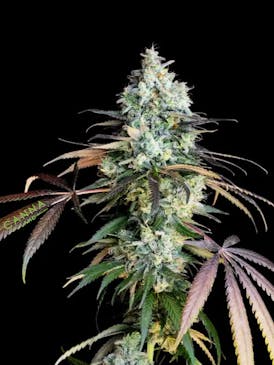 Mendo Breath (Smalls)