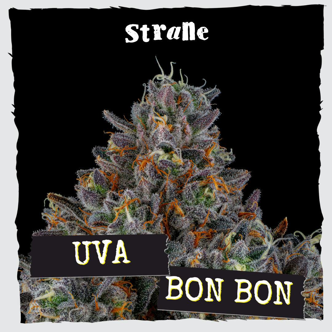 Uva Bon Bon