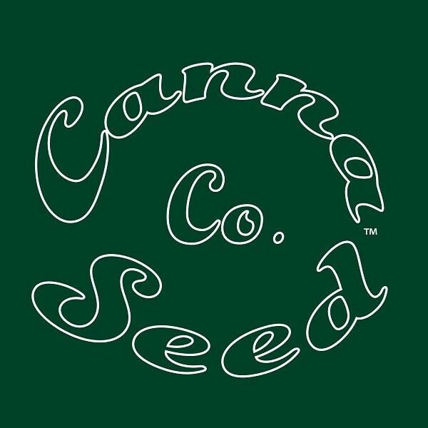 Purple Punch Mintz Autoflower Seeds