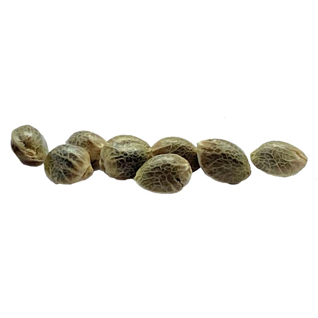 Ancestral Seeds - Sugar Diesel Feminized Seeds - 8 Pack