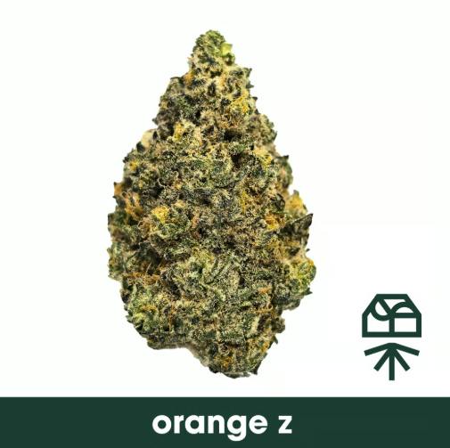 Grassroots | Flower | Orange Z | 3.5