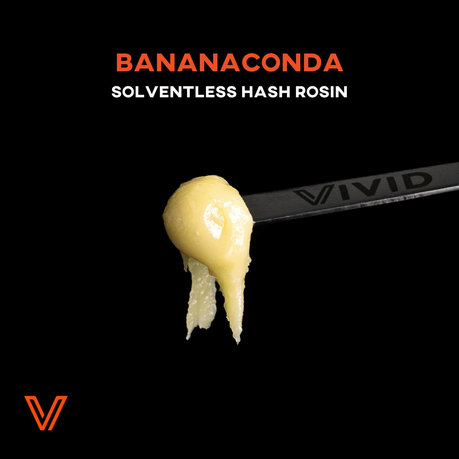BANANACONDA || 1G LIVE ROSIN