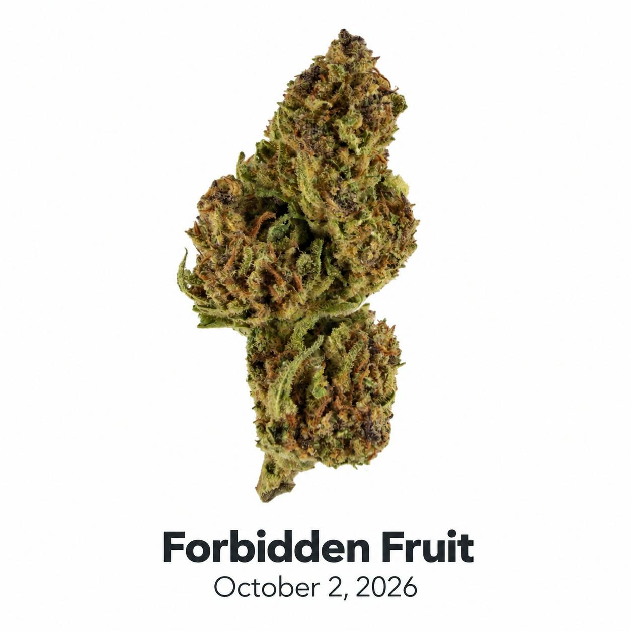HDH - Forbidden Fruit
