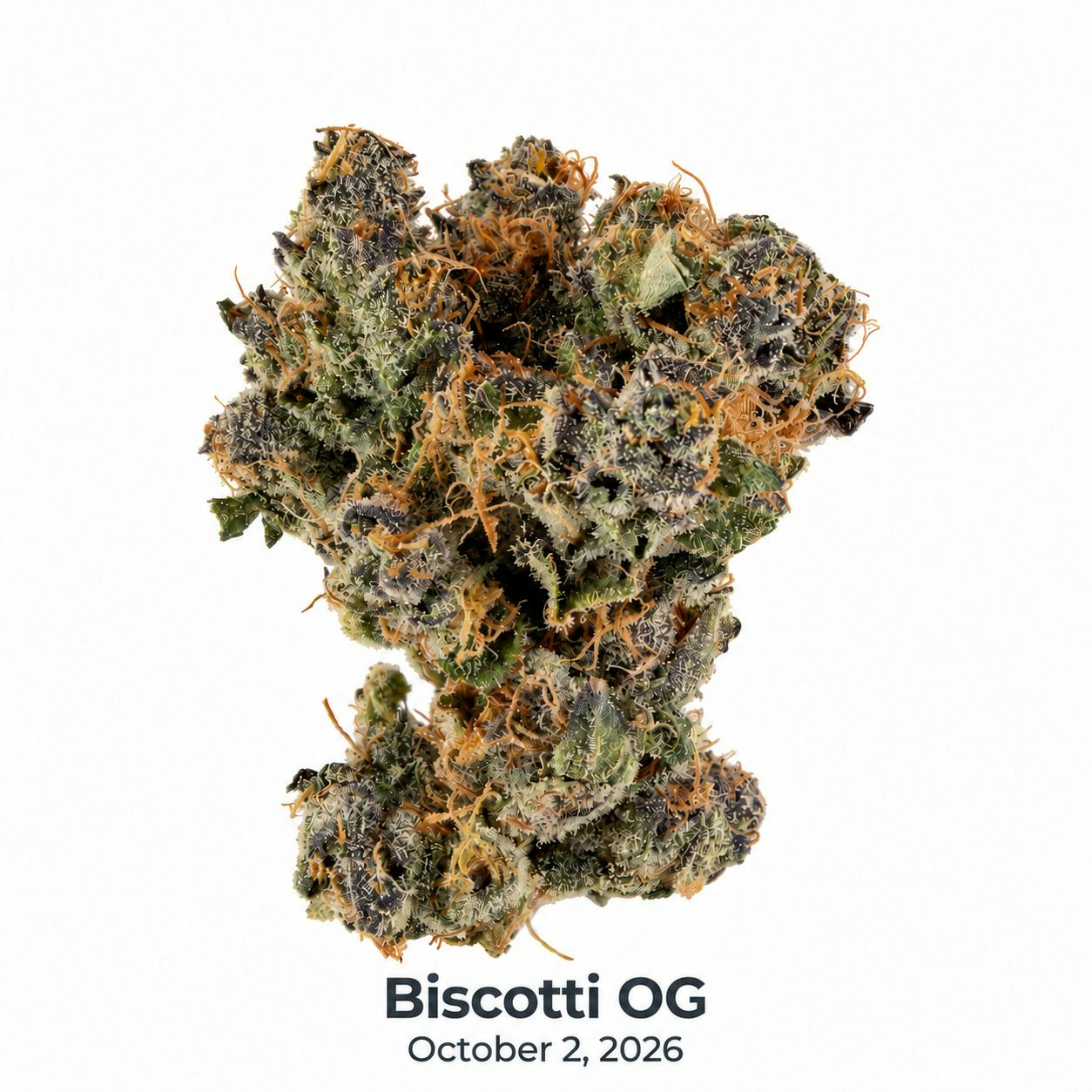 DSC - Biscotti OG