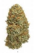 Mac and Crack 3.5g - Living Soil Farms - 24.2% - Sativa