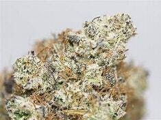 Blueberry Pancakes 7g - SHC - 27.1% - Sativa Hybrid