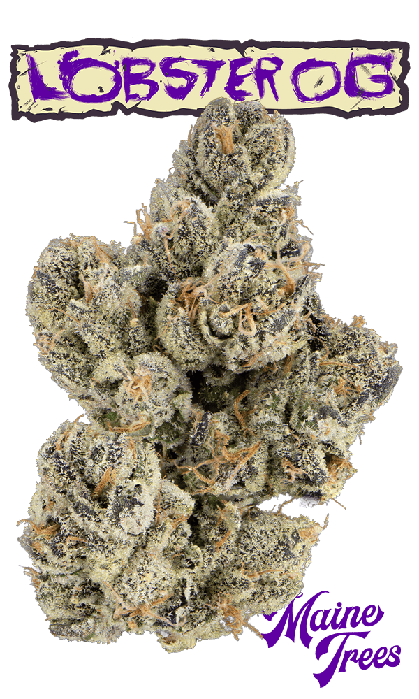 Lobster OG Eighth (Glass Jar)