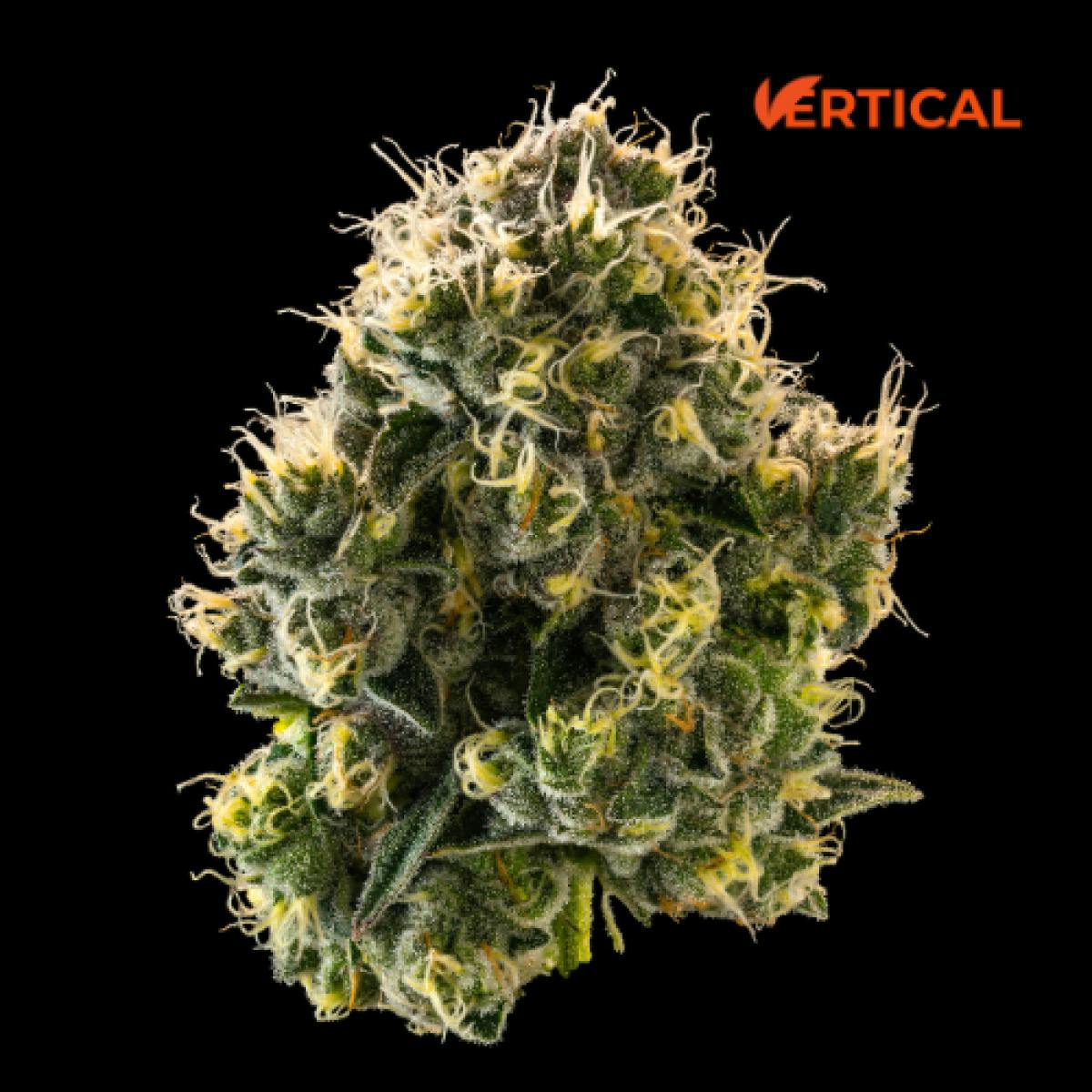 Vertical | Lemon Batter