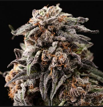 Allday - Papayamosa - 3.5g Flower