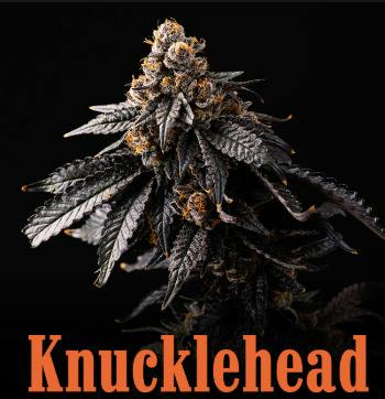 Knucklehead - Chikitaz - 7g Mixed Nugs