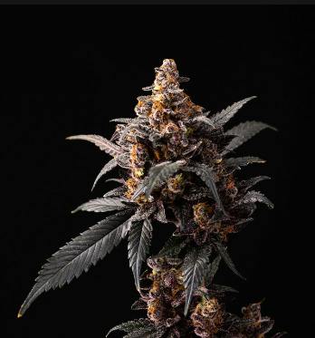 Allday - Chemical Peel - 3.5g Flower