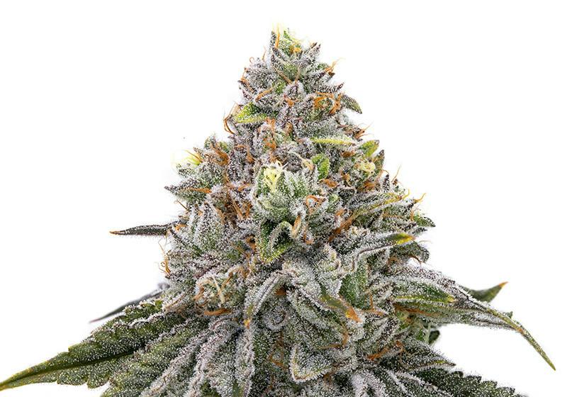 Cherry - Bulk Flower -