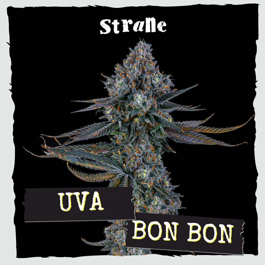 Strane Reserve UvBnBn Whole Flower 3.5g