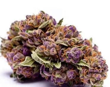 Jolly Rancher Super Boots | Deli Jar | Sea Smoke Cannabis Co