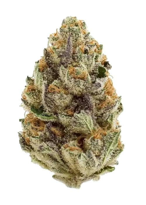Blue Zushi | Hybrid Deli Flower | The Magic Box
