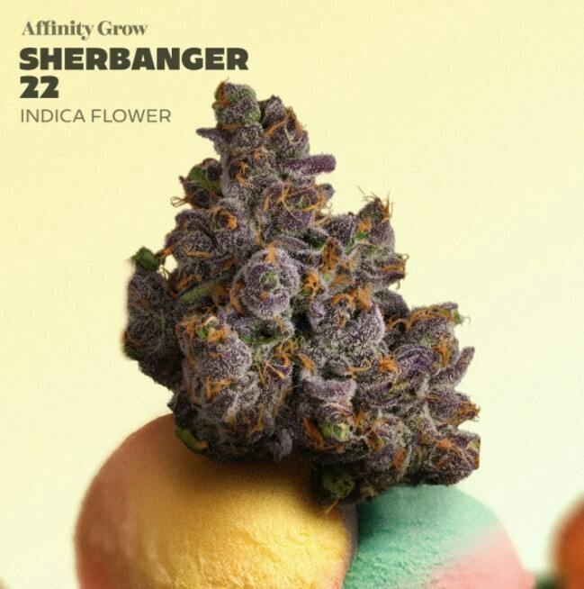 Flower | Sherbanger 22 3.5g | 00941 at Nightjar East Lyme Dispensary