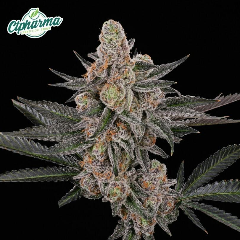 Flower | Glitter Bomb 3.5g | 27346