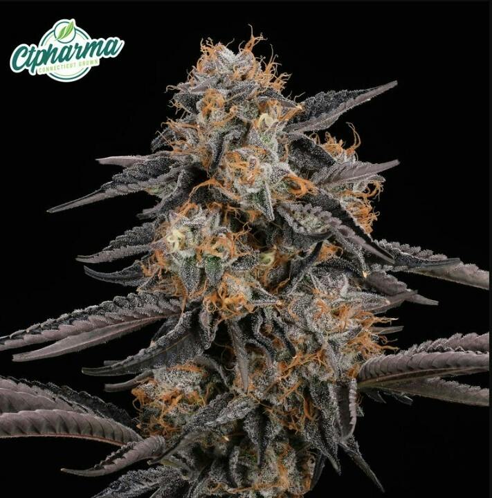 Flower | Black Amber 3.5g | 27432