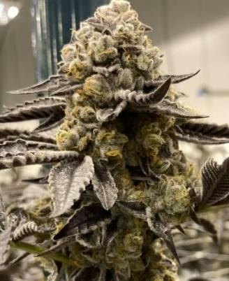 FRX Certified Organic | Gary P | 2.83g Premium Flower