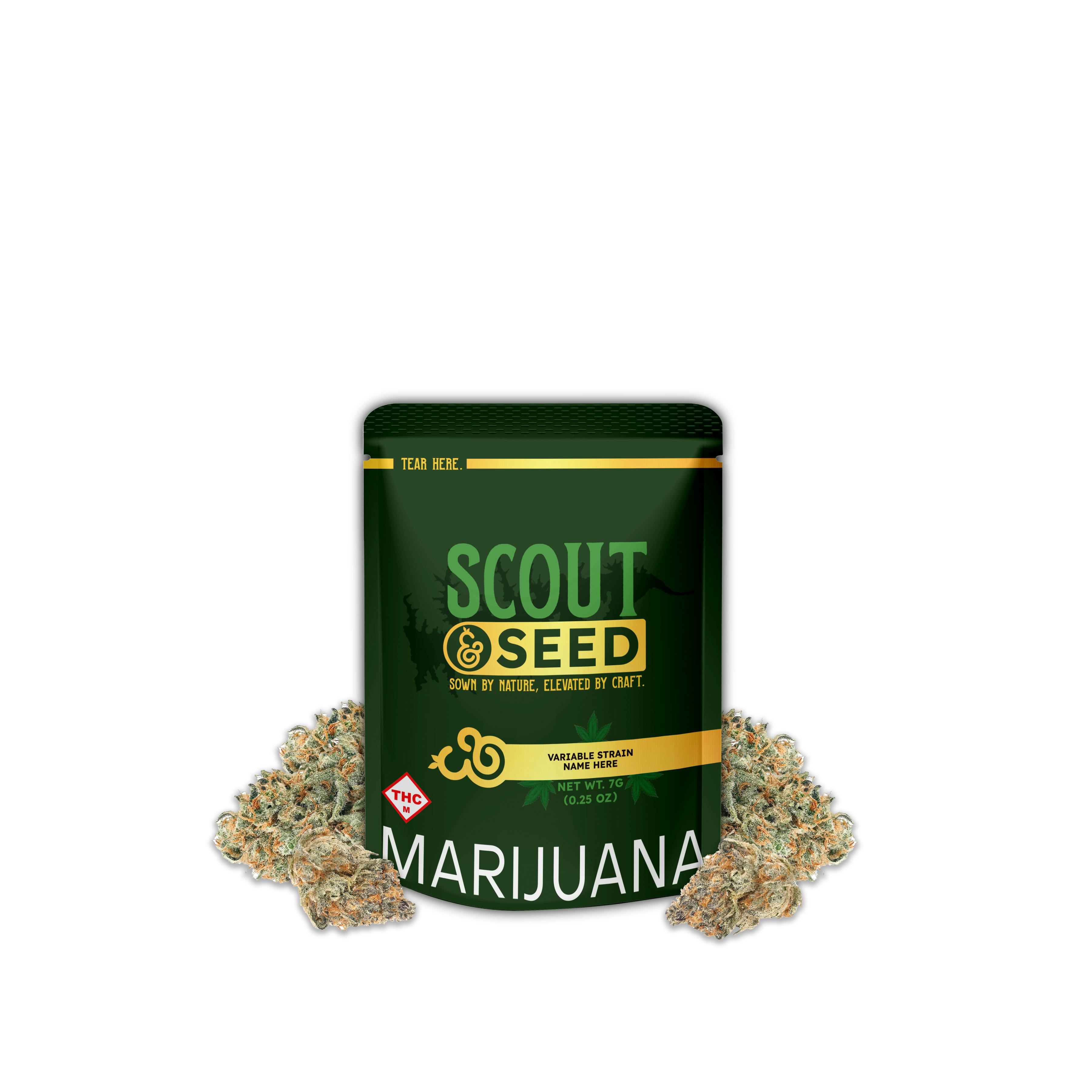 AK Ghost Breath #3 7g Small Buds - Sativa Hybrid - Scout & Seed
