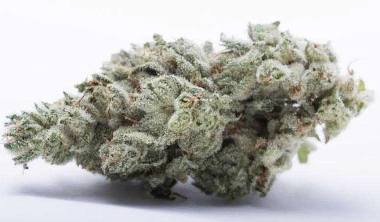 GG #4