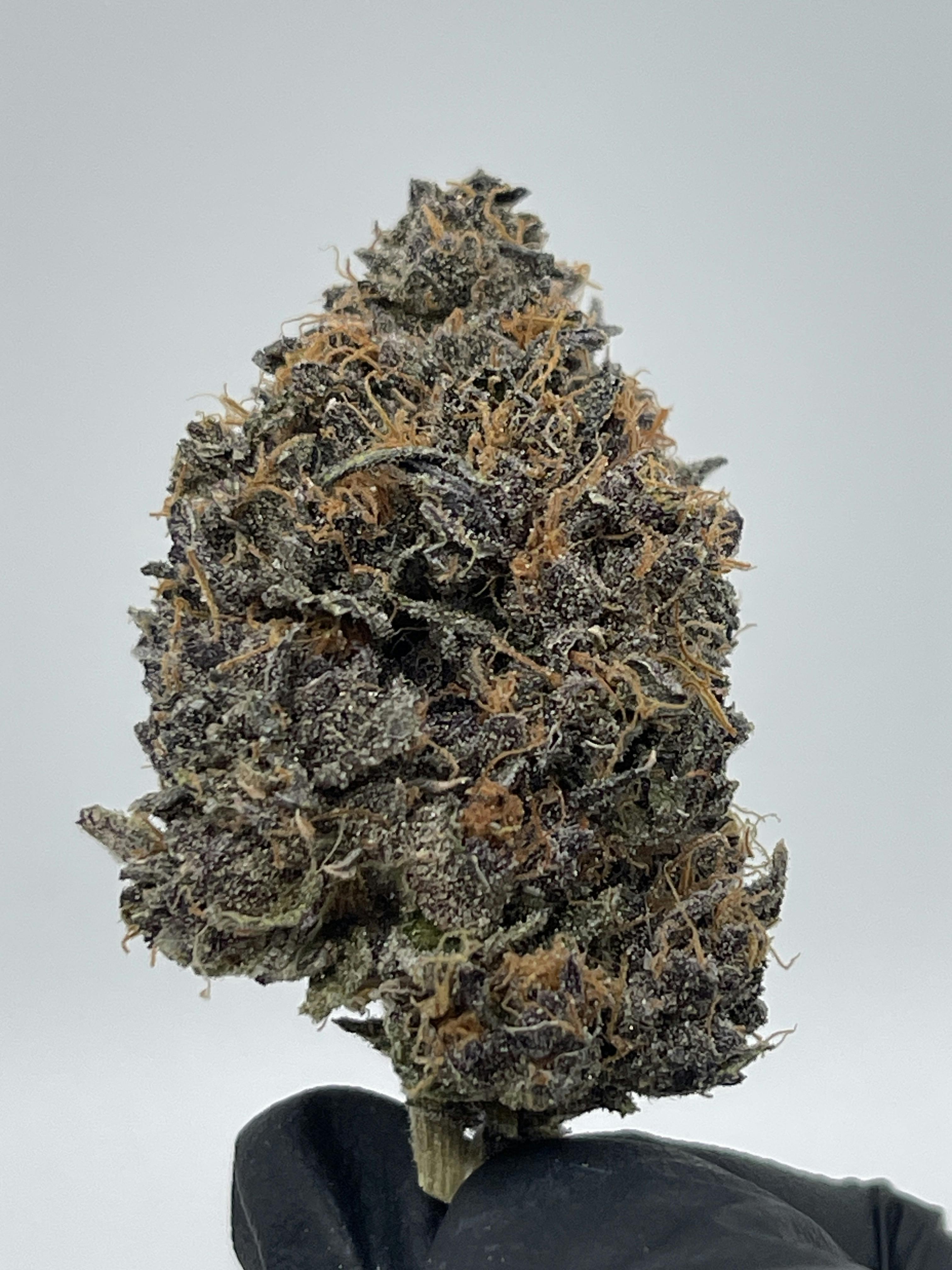 King Sherb |BCG Farms