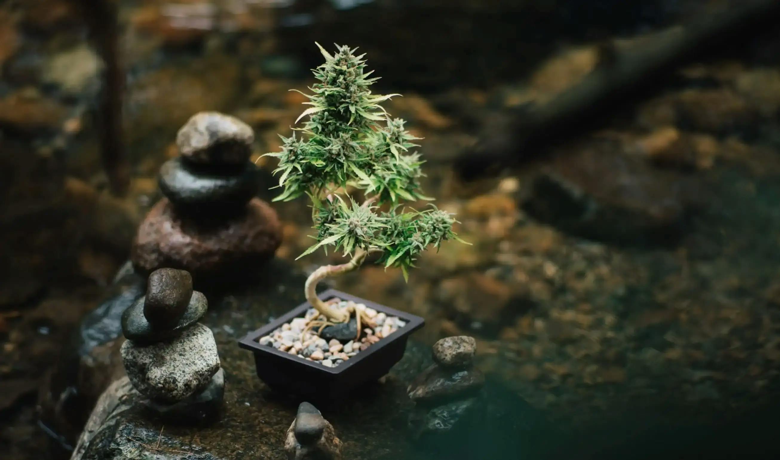 Cannabonsai Starter Kit