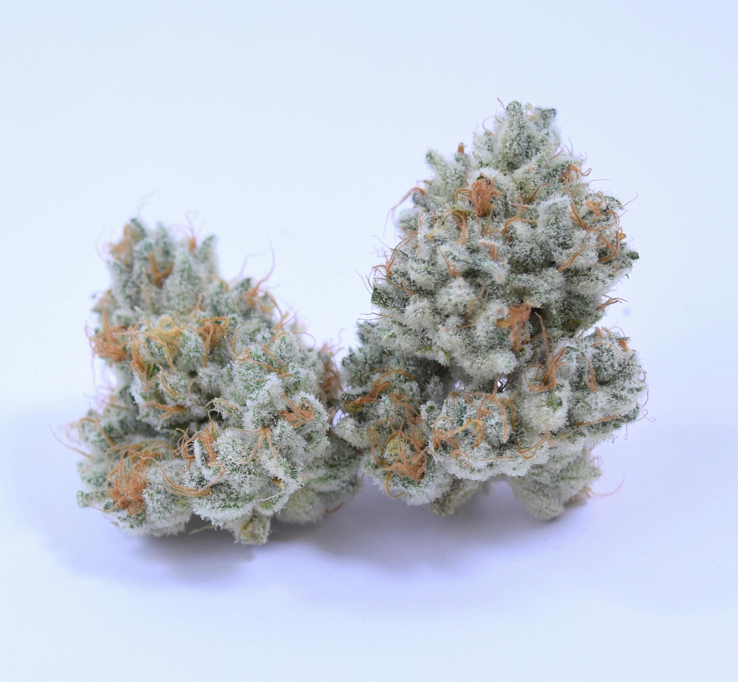 SLURRICANE (I) - 2023 HIGH 95 CANNABIS CUP 1ST PLACE