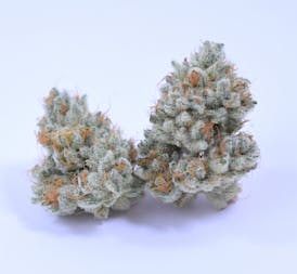 SLURRICANE (I) - HIGH 95 CANNABIS CUP 1ST PLACE