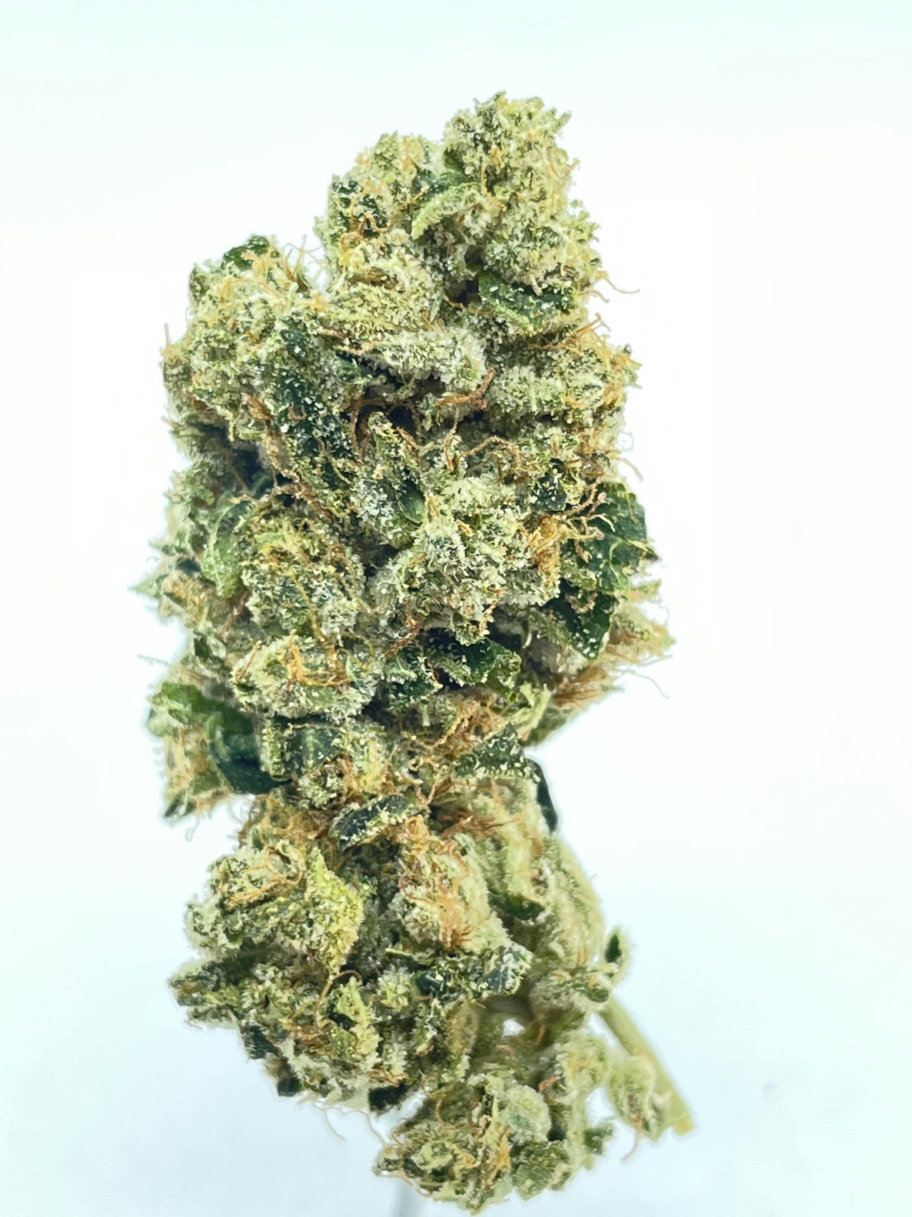 Wicked Gardens — Pure Kush
