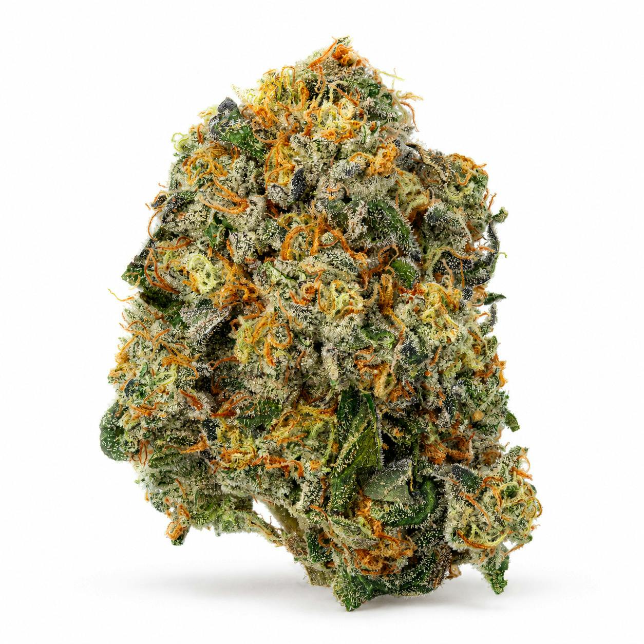 Truffle Monkey - 1/8th
