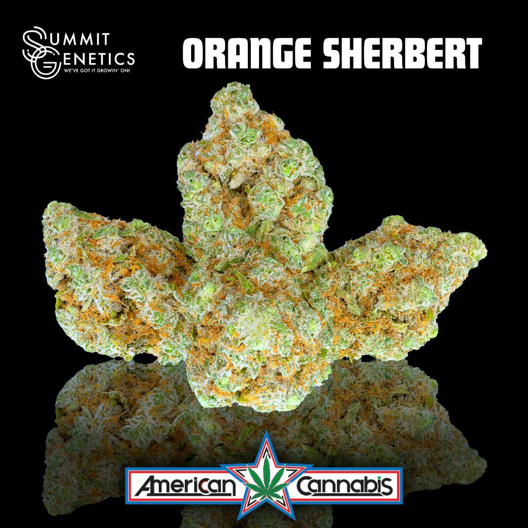 Orange Sherbet