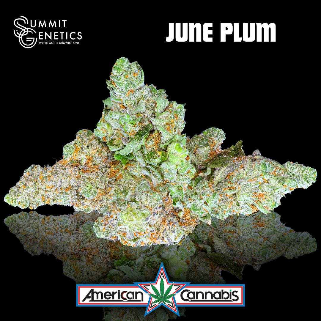 June Plum