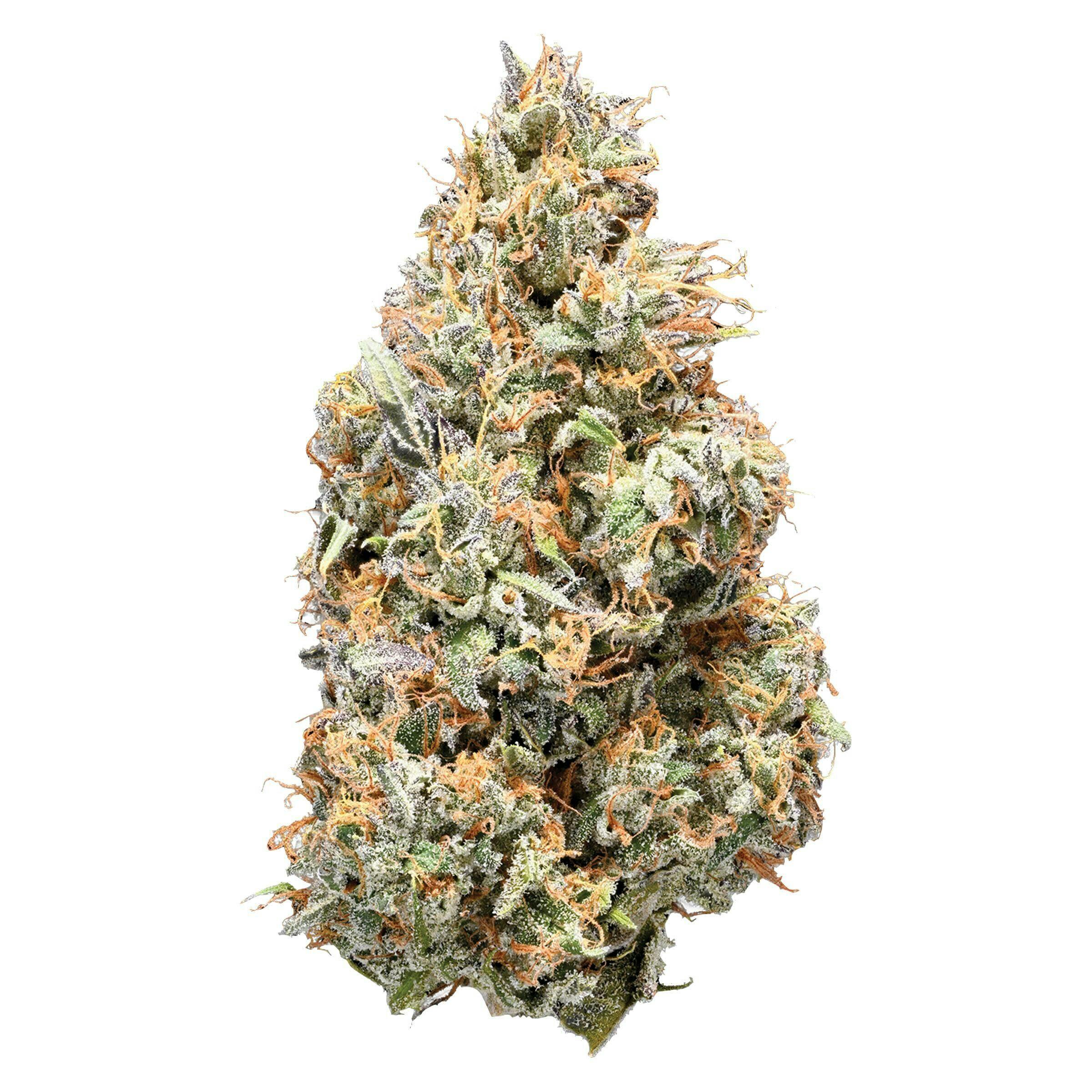 NUGZ SATIVA (JAHmba Juice) 14g Dried Flower (3.1% TERPS) Q066