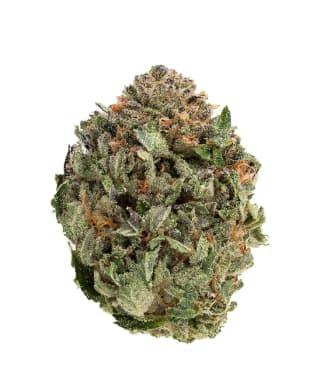 Comatose 1g Dried Flower (3.7% terps) A179