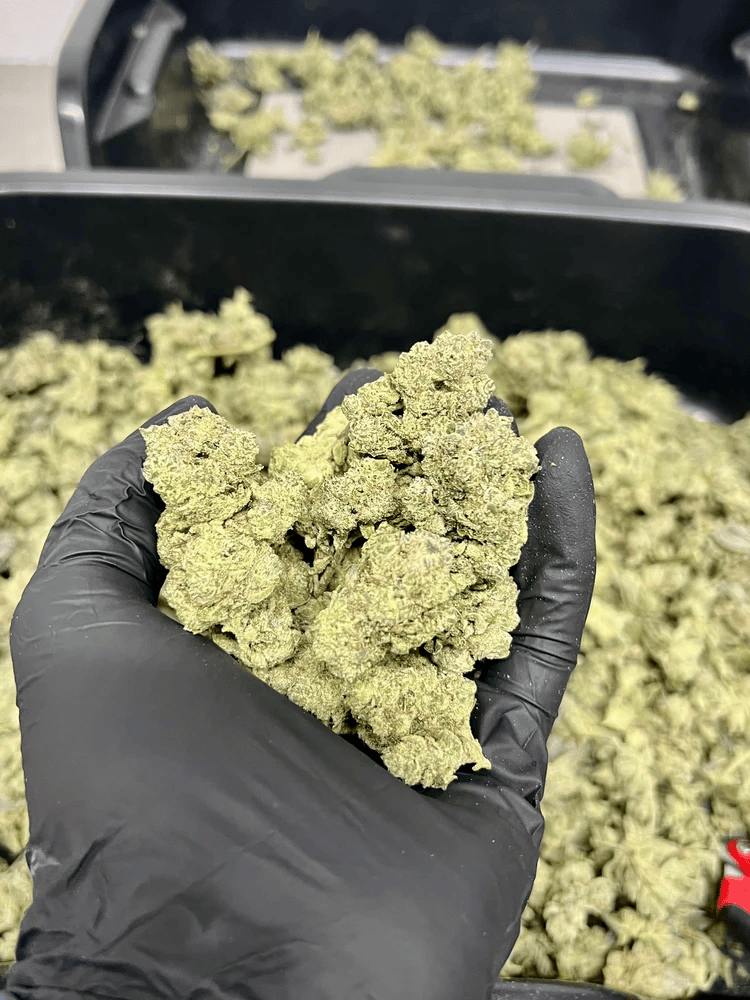 Aurora Cannabis - 1g Pre-Roll - GG4 at Legacy Cannabis