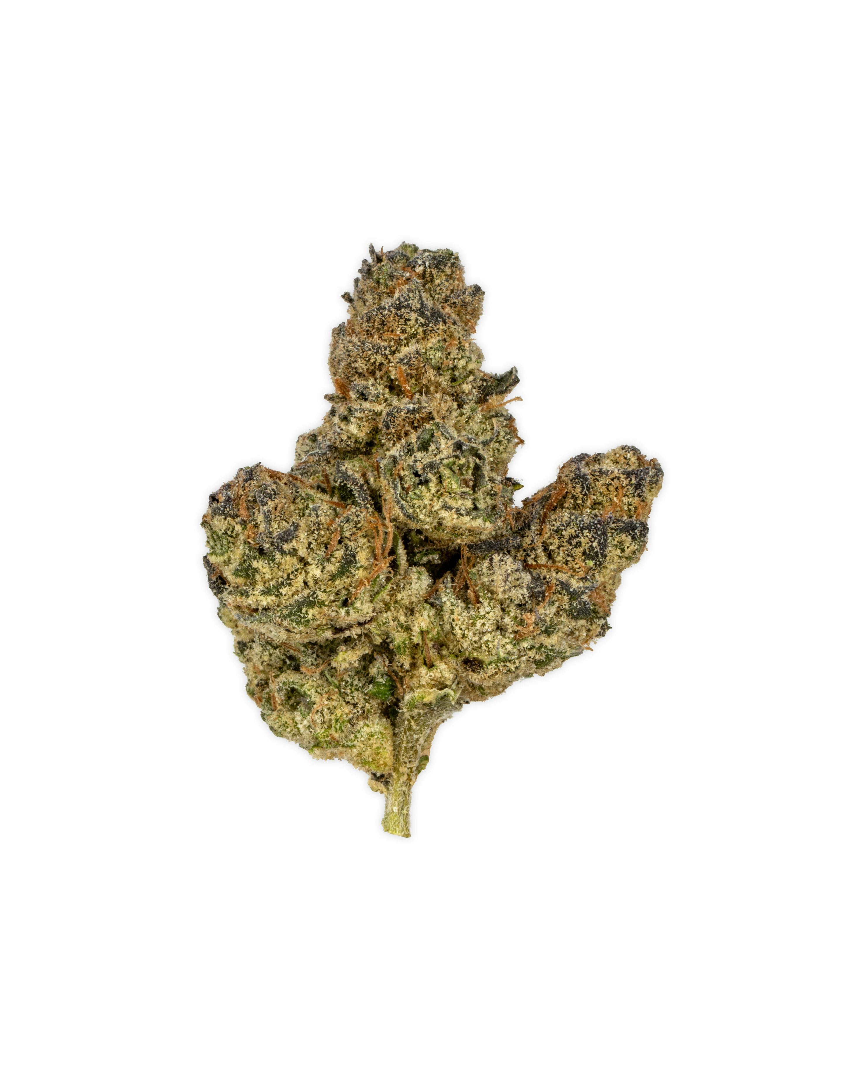 Indoor APPLE TARTZ