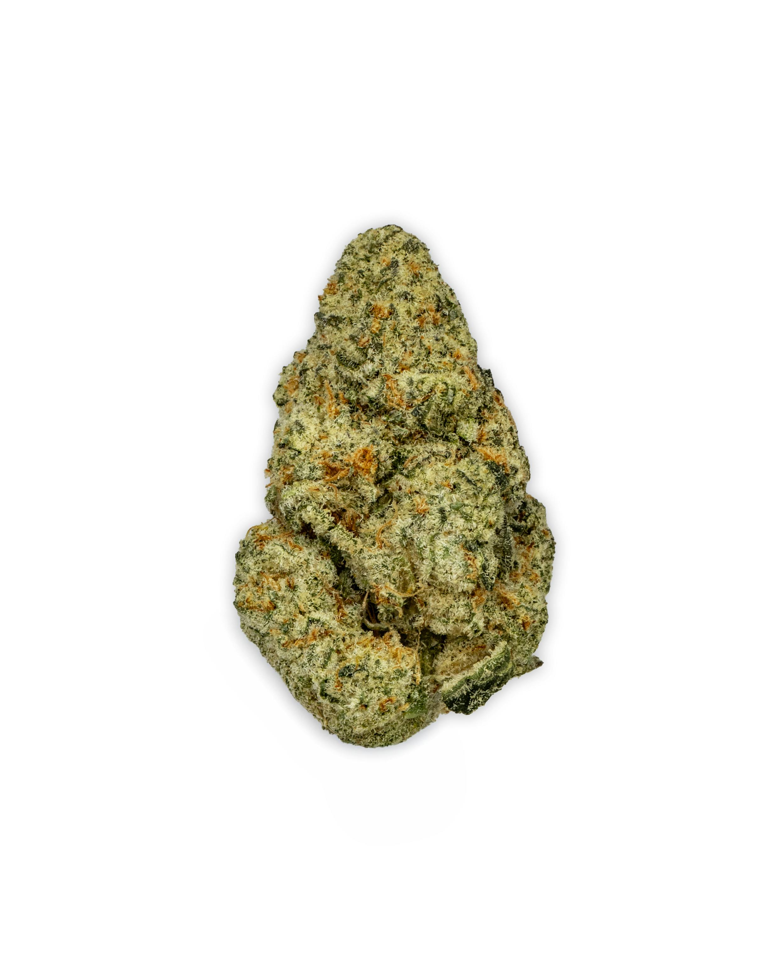 Indoor All Times ALIEN COOKIES