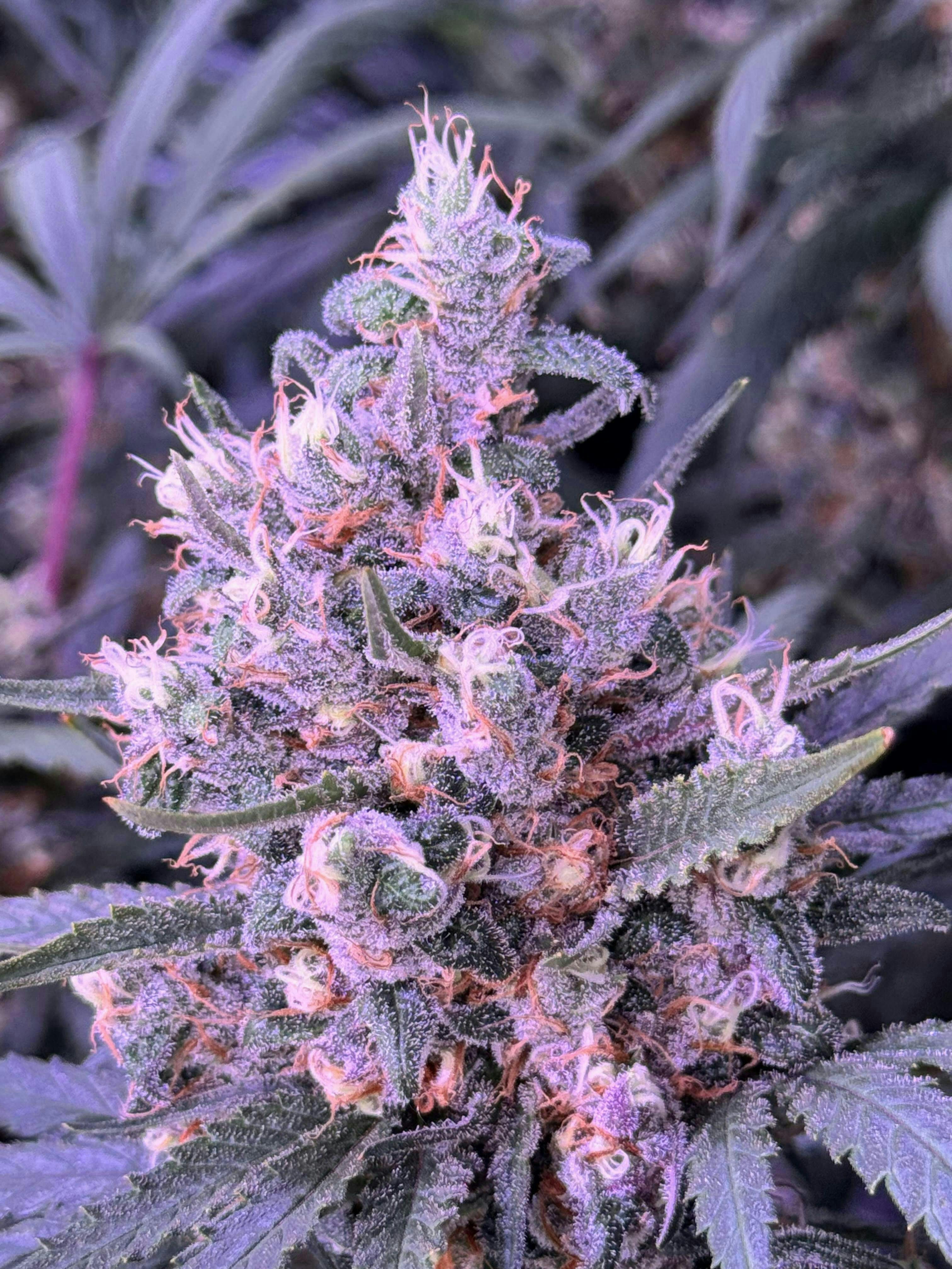 Sticky Status: Blue Dream Reserve Jar