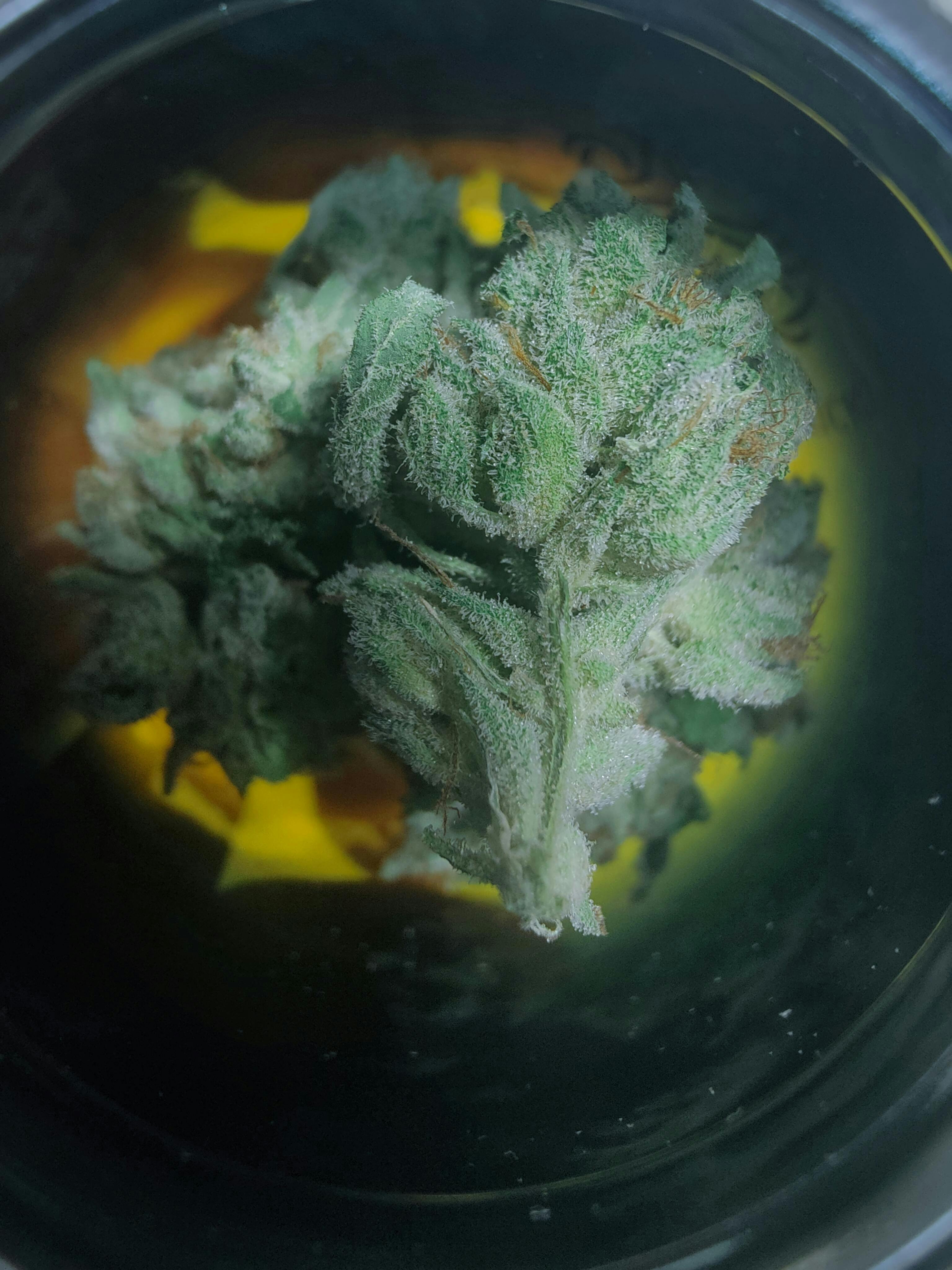 Sticky Status | Gorilla Glue #4 | Big Buds | 3.5g