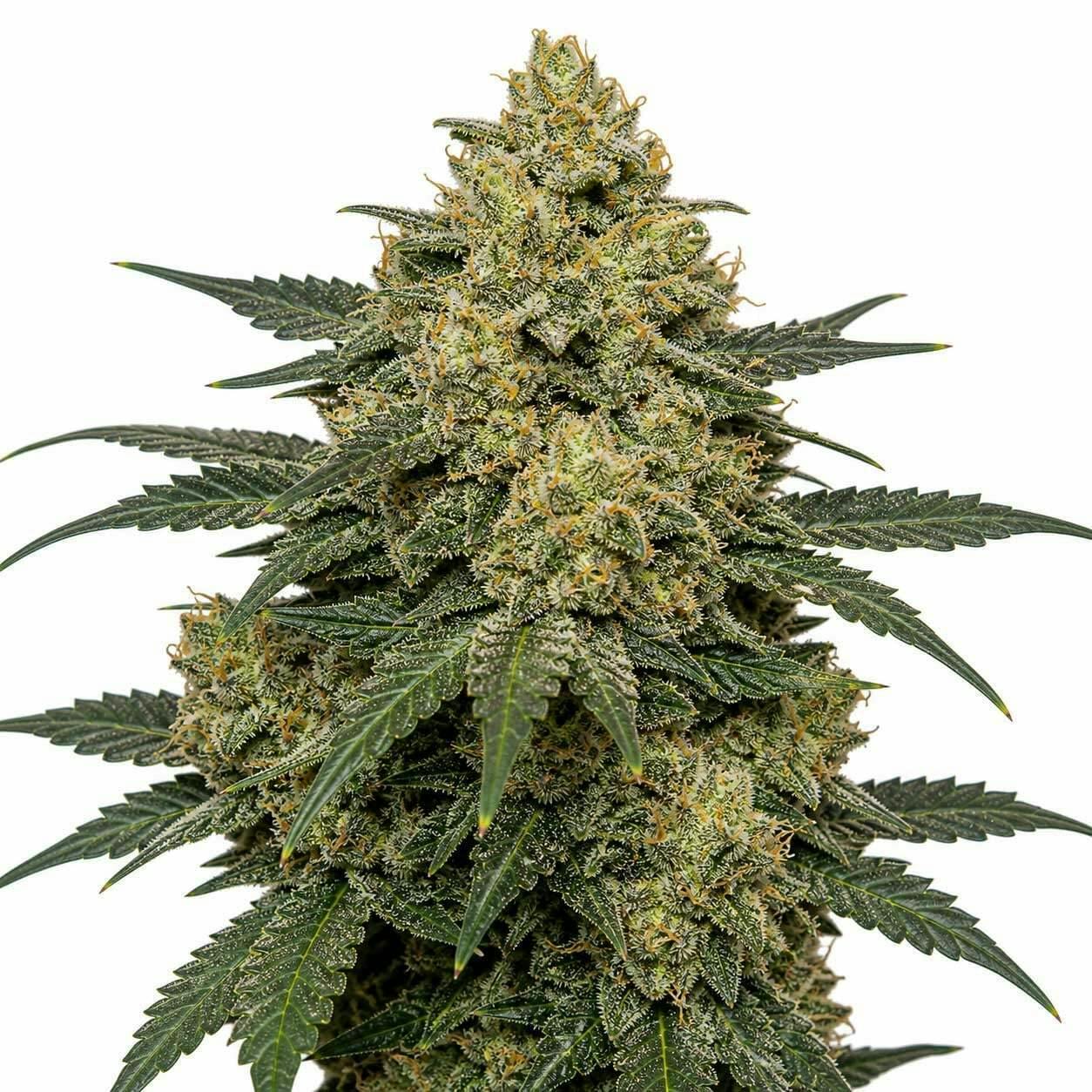 Death Row Records - California - Death Row | White Runtz | Big Buds | 7g - Quarter