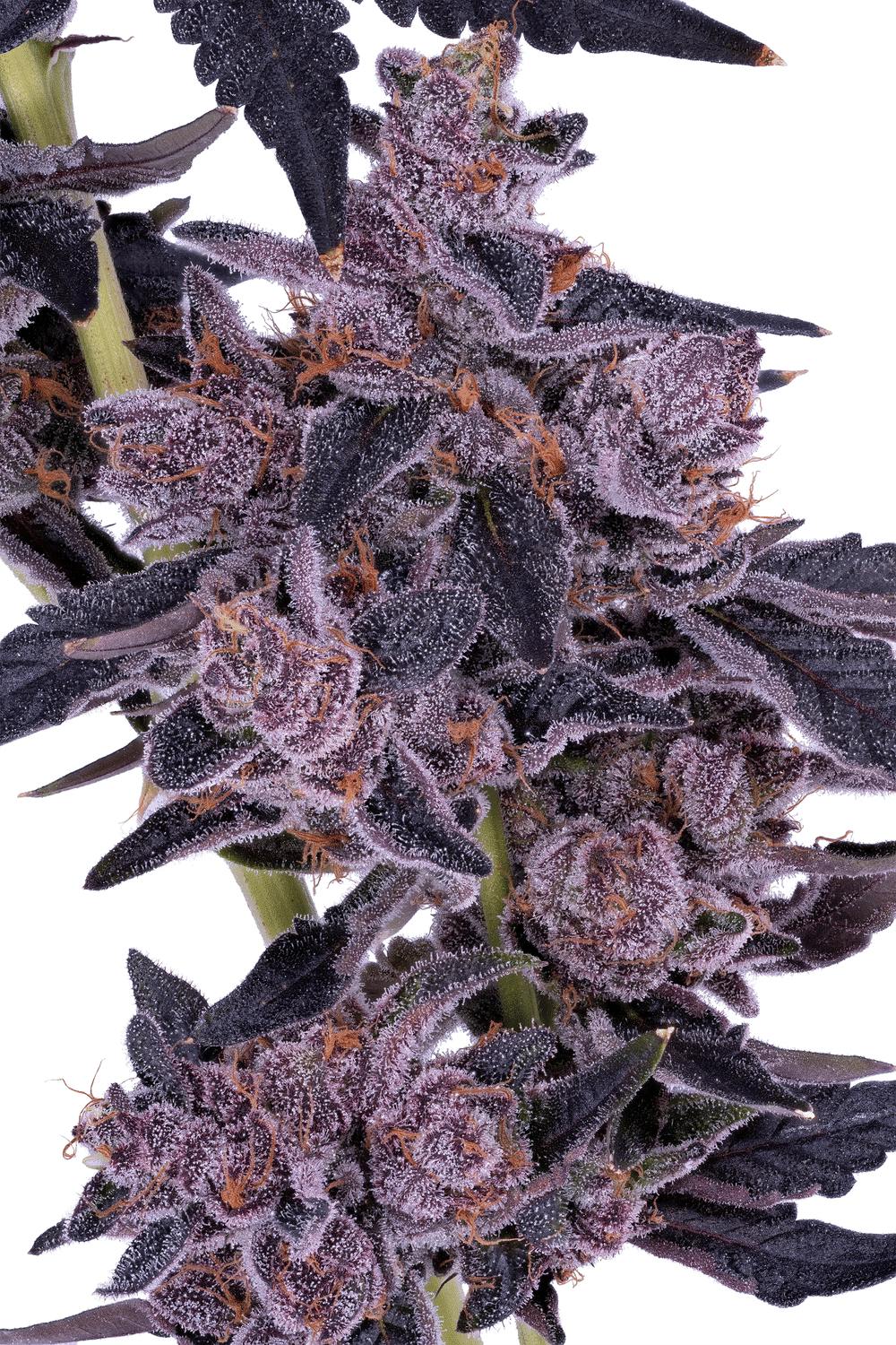 Lumpy's Flowers - Lumpy's Flowers | Berry Jealous | Flower | 7g - Quarter