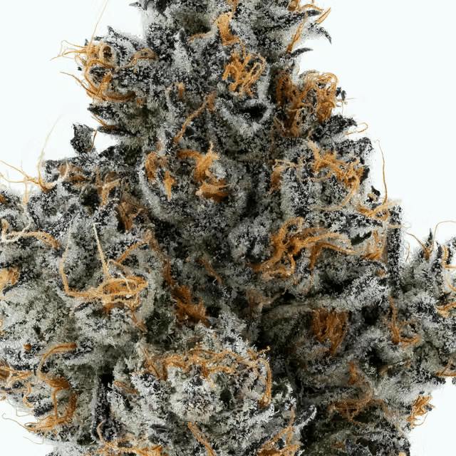 Lumpy's Flowers - Lumpy's Flowers | Magnum Runtz | Flower | 14g - Half Ounce