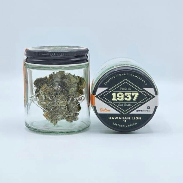 1937 | Hawaiian Lion 11 Flower | 3.5g